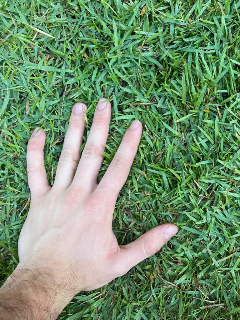 Características da Grama Esmeralda