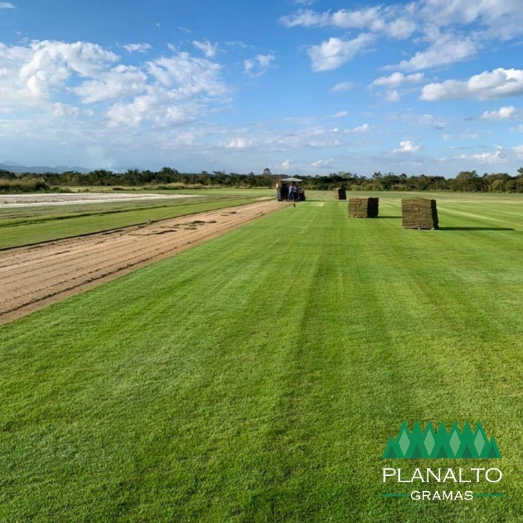 Características da Grama Esmeralda