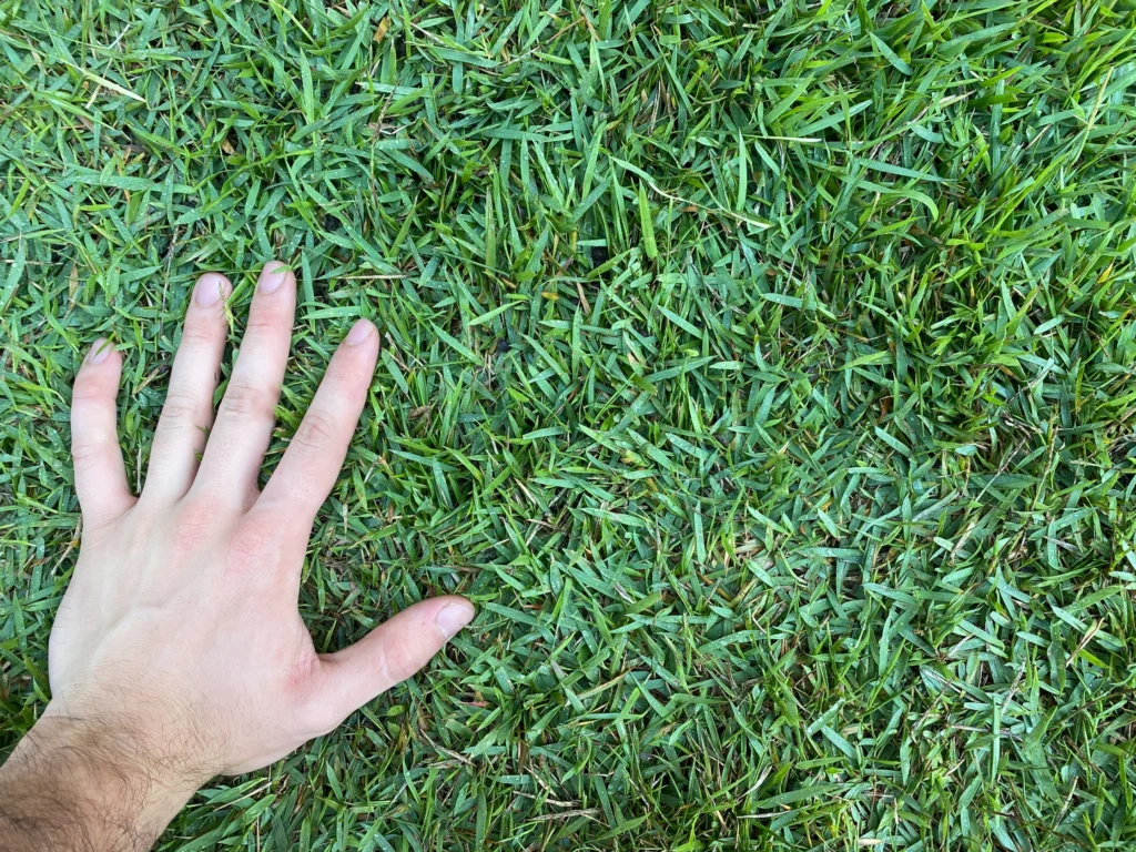 Tipos de Grama para o Rio Grande do Sul