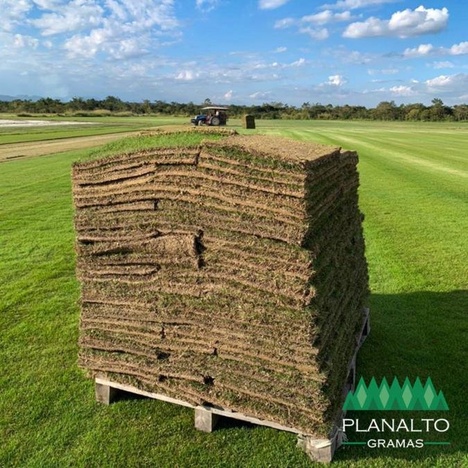 Características da Grama Esmeralda